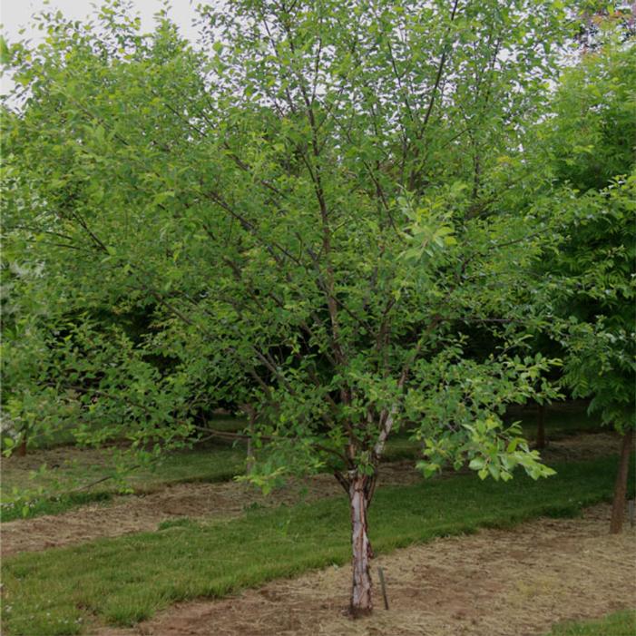Betula nigra 'Northern Tribute'