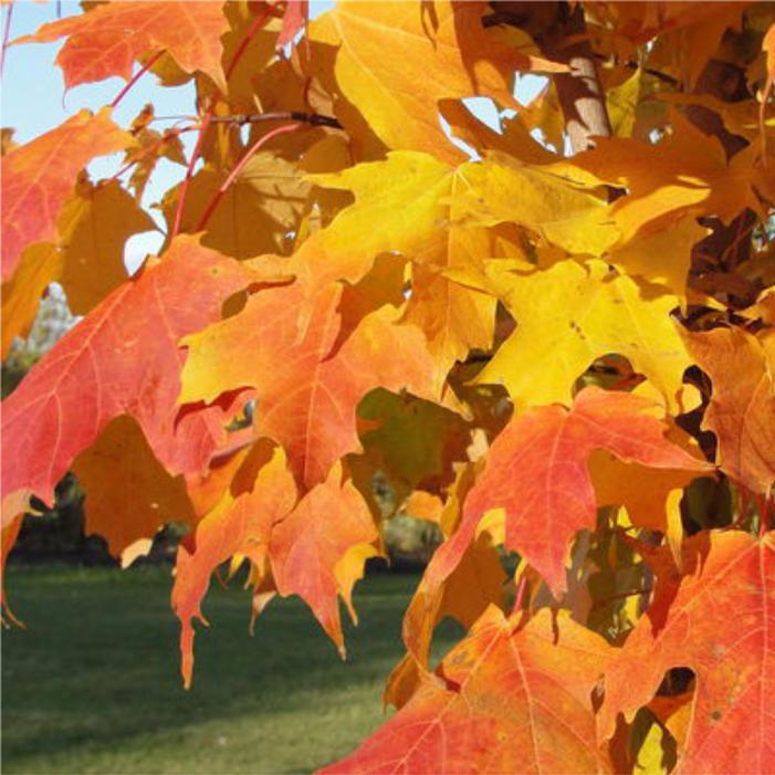 Acer saccharum 'Jeferno'