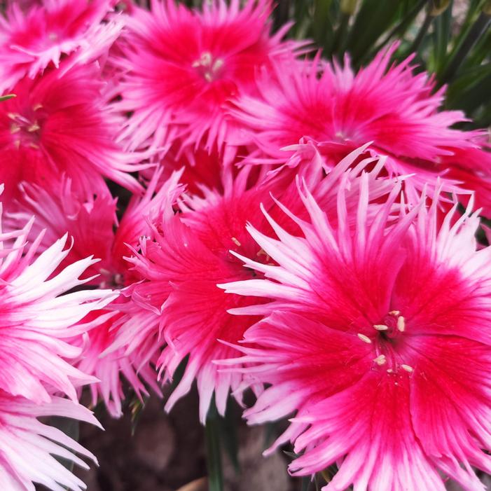 Dianthus x 'Supra™ Cherry Picotee'