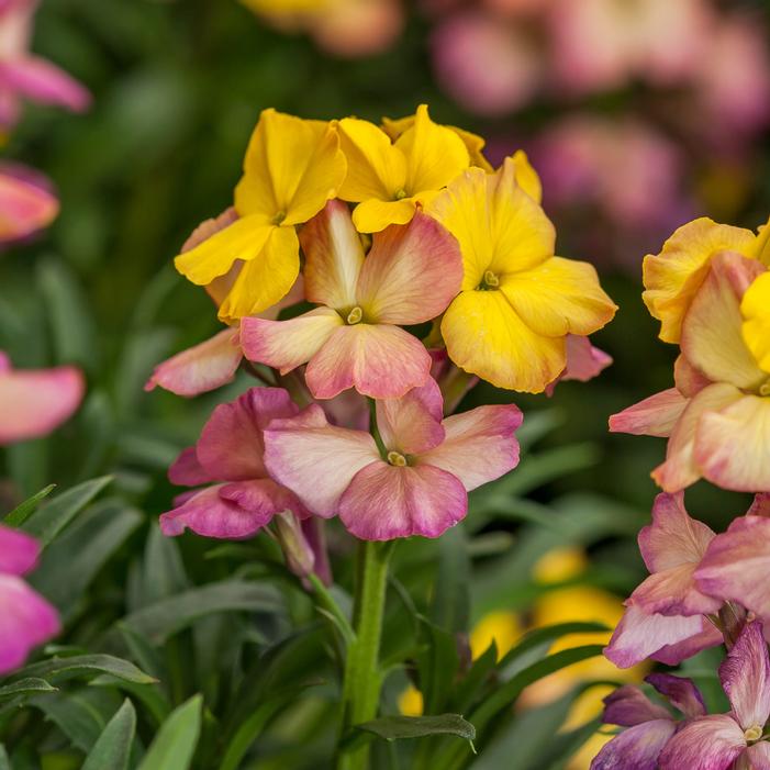 Erysimum linifolium 'Erysistible™ Yellow Pink'