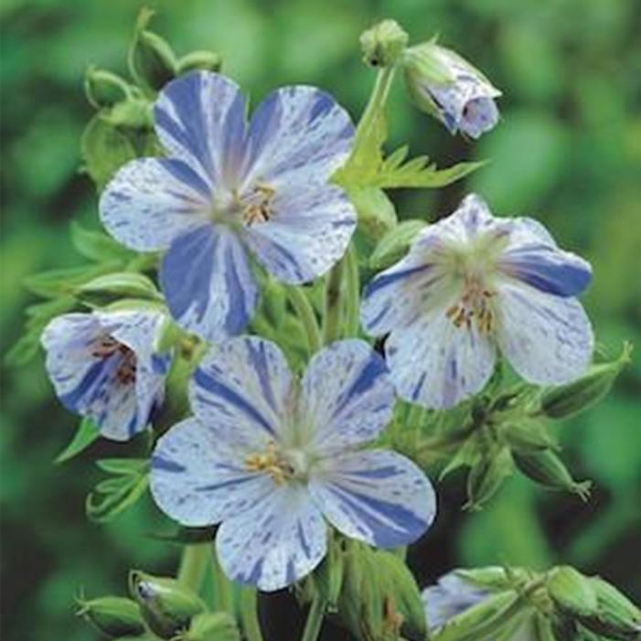 Geranium pratense 'Delft Blue'