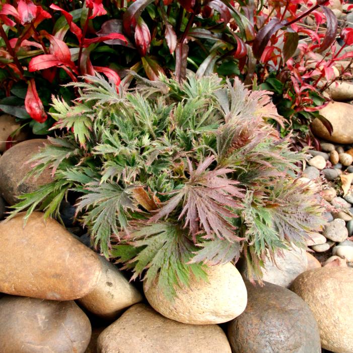 Heuchera coccineum 'Jadeite'