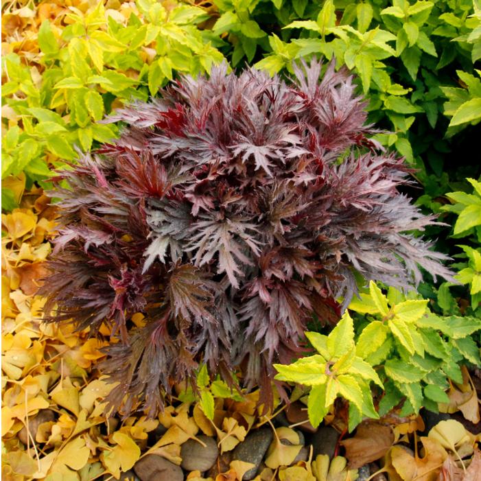 Heuchera villosa 'Rhodonite'