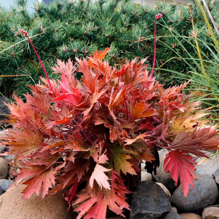 Heuchera villosa 'Amber'