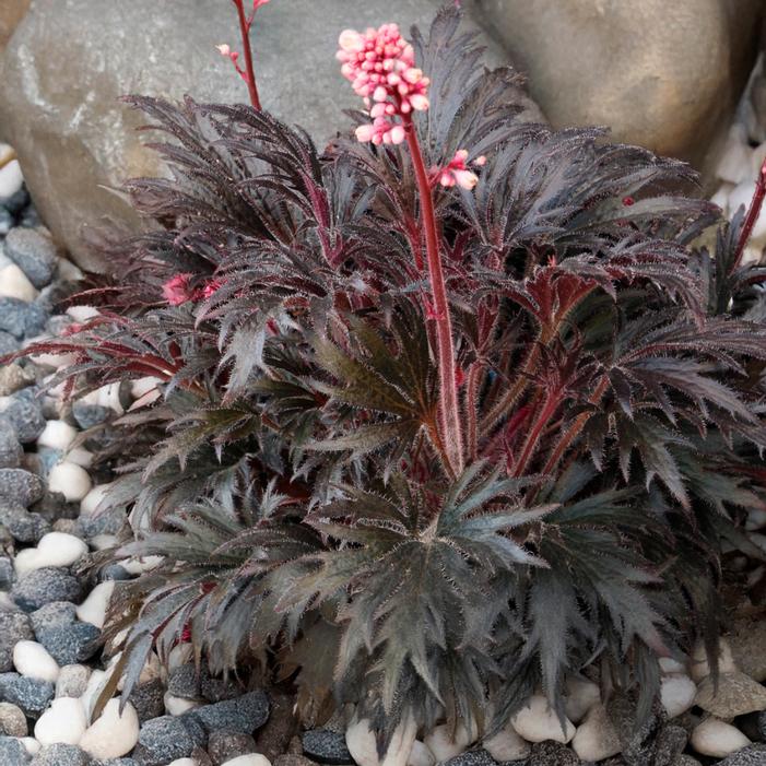Heuchera villosa 'Jet'