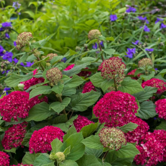 Hydrangea arborescens 'BAICZ10'