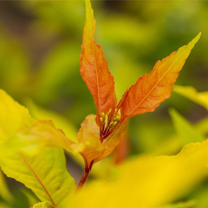 Diervilla splendens 'Baildierone'