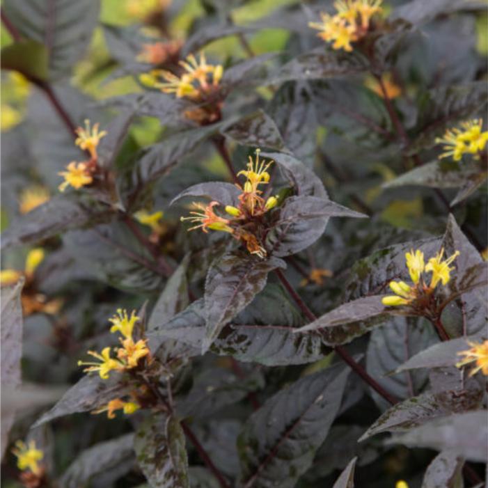 Diervilla splendens 'Baildiertwo'