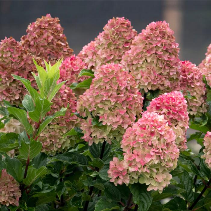 Hydrangea paniculata 'Bailpanthree'