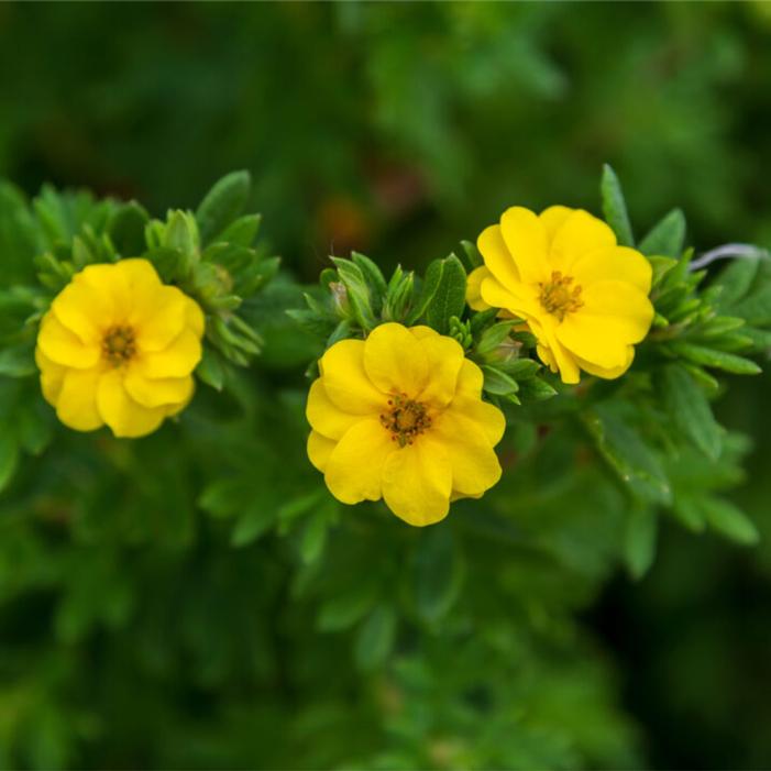 Potentilla fruticosa 'Bailpine'