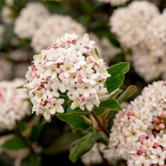 Viburnum COPY x 'Bailvibone'
