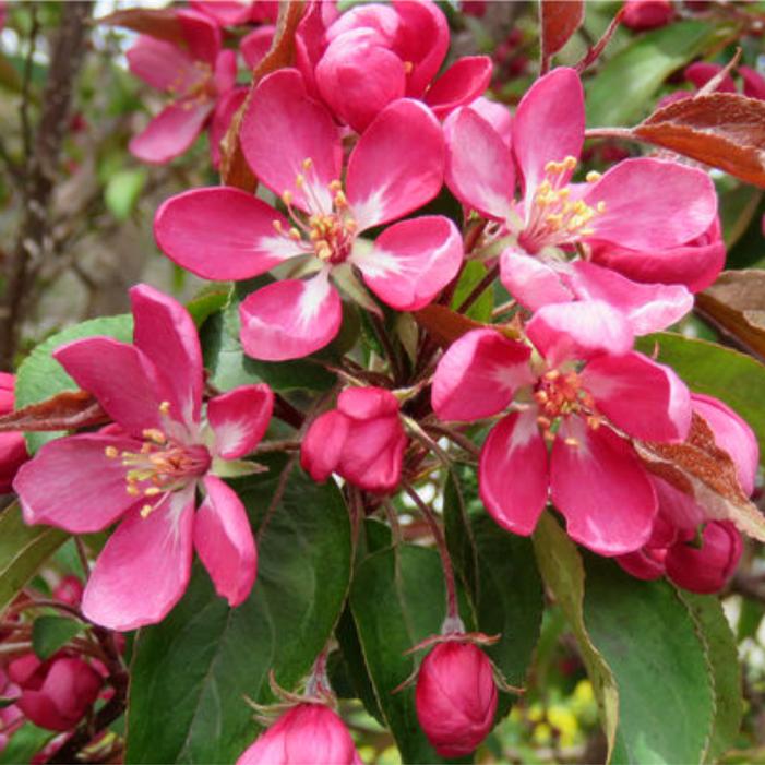 Malus x 'Durlawrence'