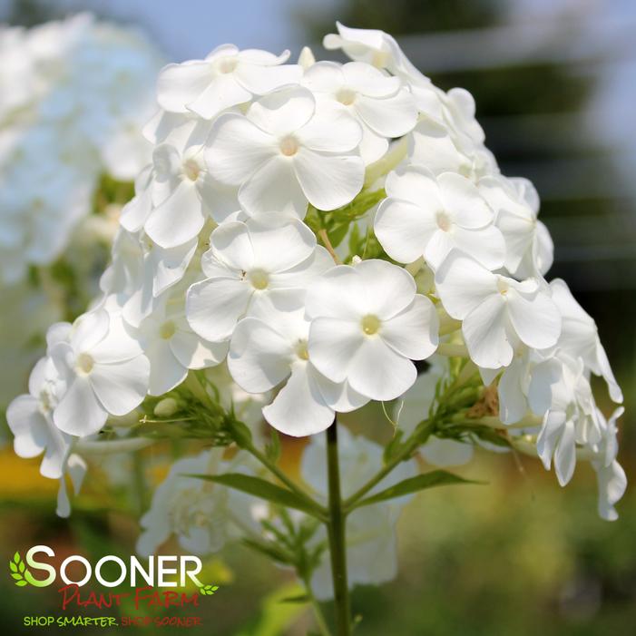 Image property of Sooner Plant Farm, Inc.