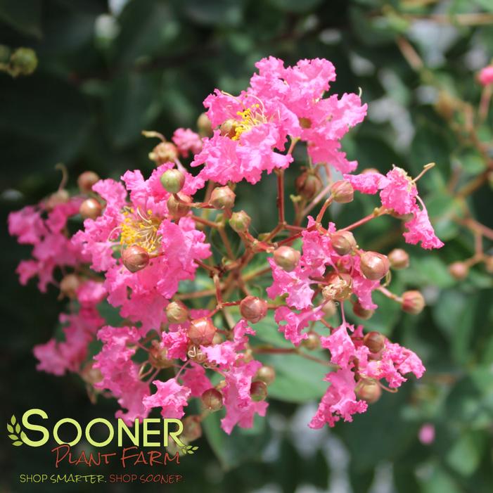 Image property of Sooner Plant Farm, Inc.