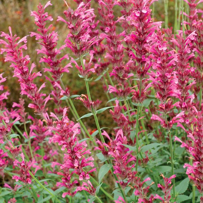 Image property of and used with permission from Terra Nova Nurseries, Inc.