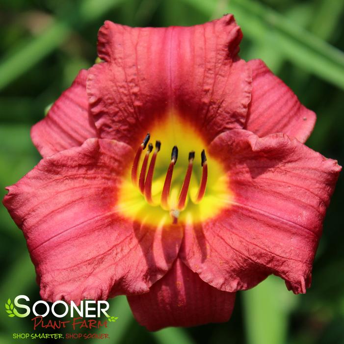 Image property of Sooner Plant Farm, Inc.