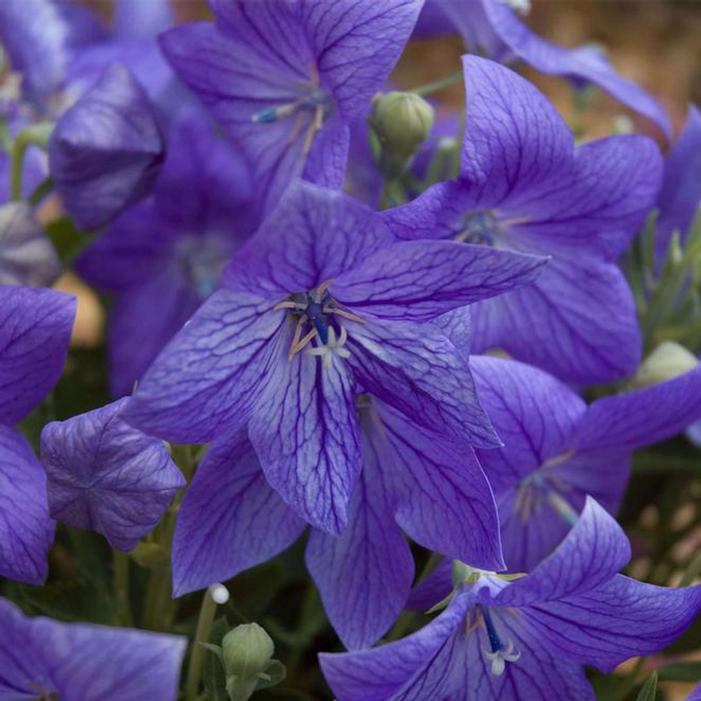 Image used with permission from Swift Greenhouses