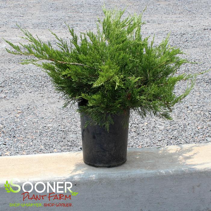 Image property of Sooner Plant Farm, Inc.