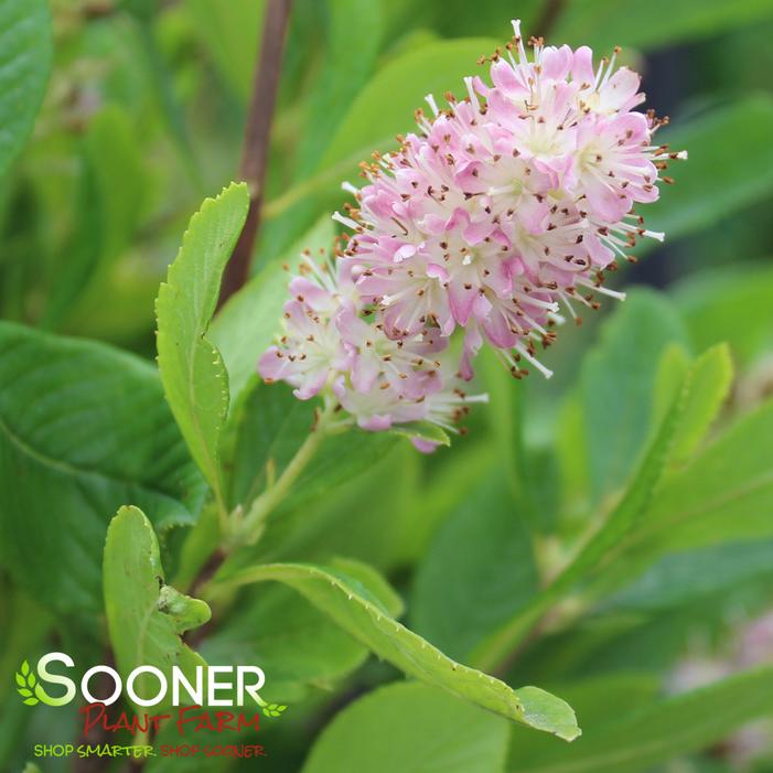 Image property of Sooner Plant Farm, Inc.