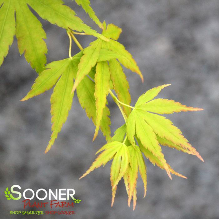 ORANGE DREAM UPRIGHT JAPANESE MAPLE