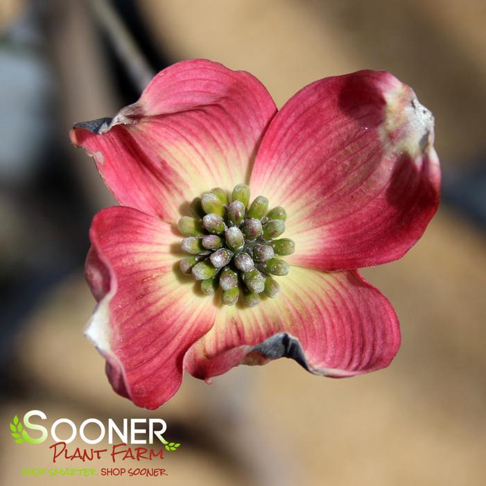 RED FLOWERING DOGWOOD