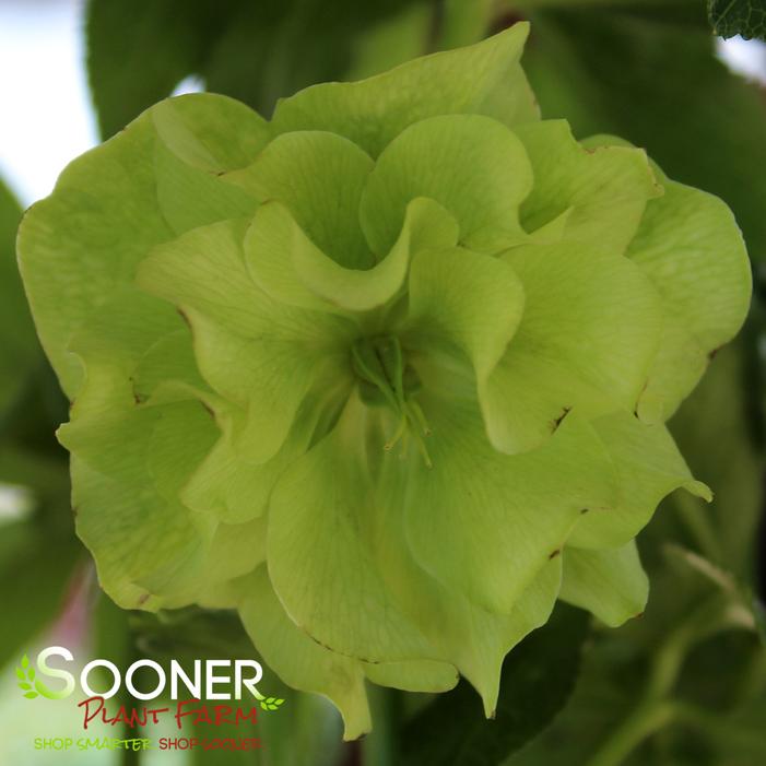 GOLDEN LOTUS WINTER JEWELS™ LENTEN ROSE