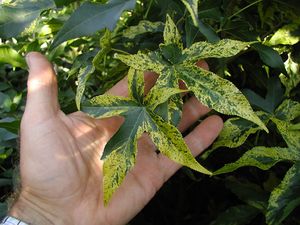 GOLD DUST SWEETGUM