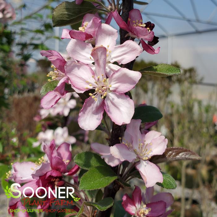 ROBINSON CRABAPPLE