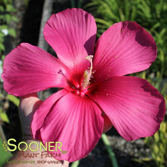 © Sooner Plant Farm, Inc. All rights reserved.