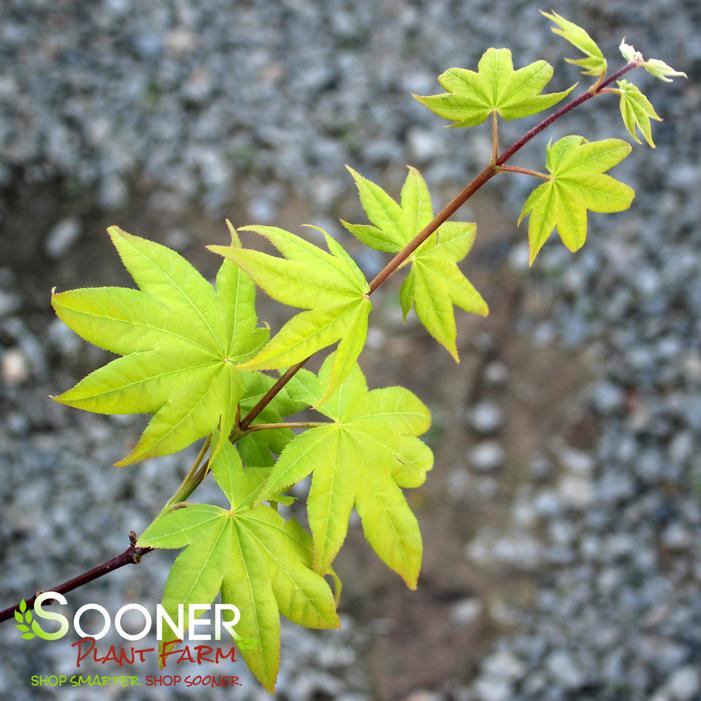 HOGYOKU UPRIGHT JAPANESE MAPLE