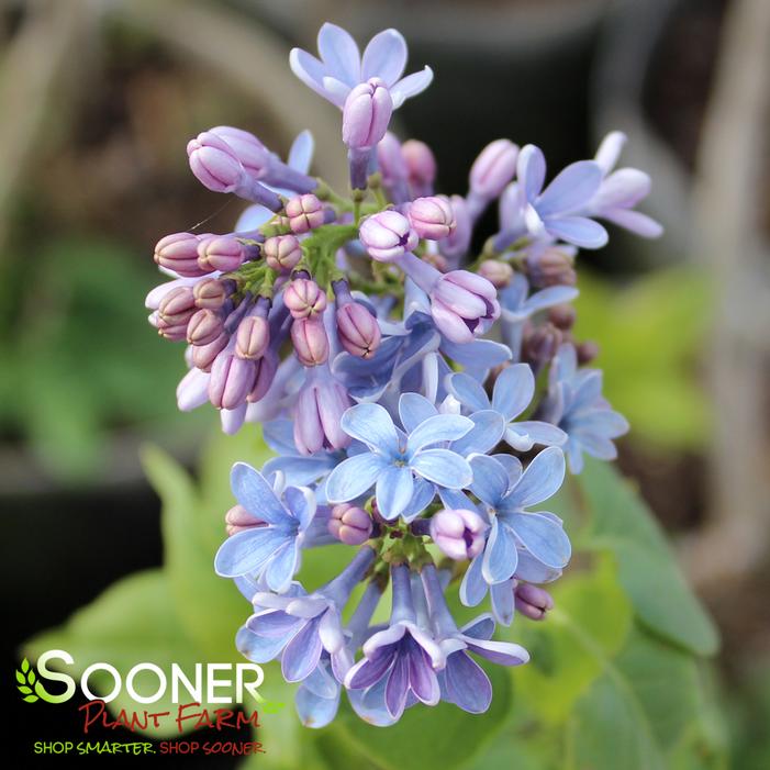 WEDGEWOOD BLUE LILAC