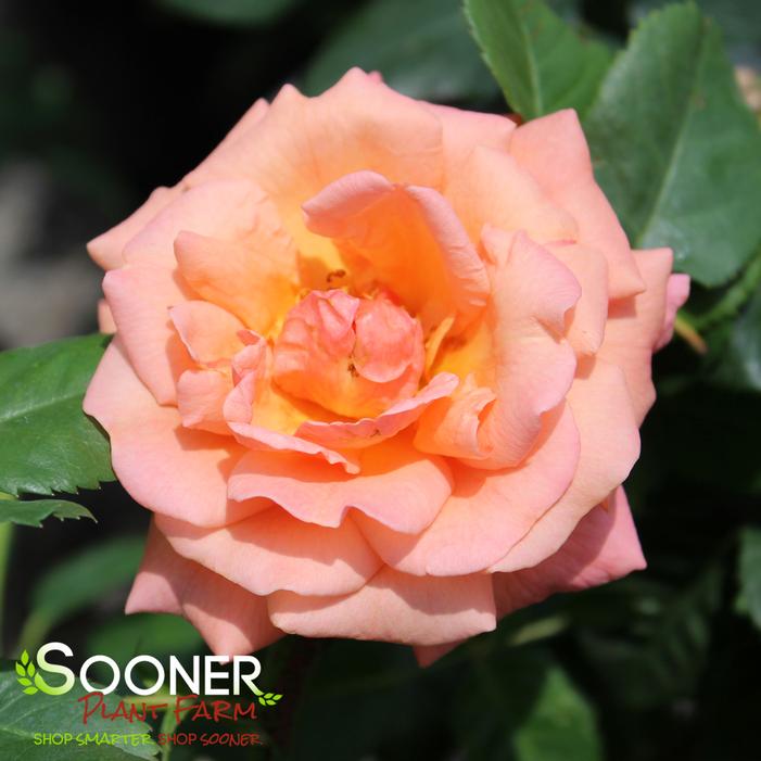EASY DOES IT SHRUB ROSE