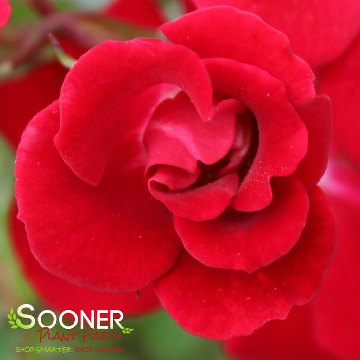 RED MEIDILAND® ROSE