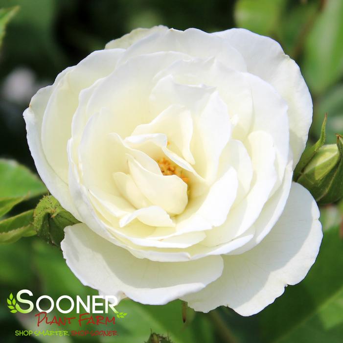 ICEBERG ROSE