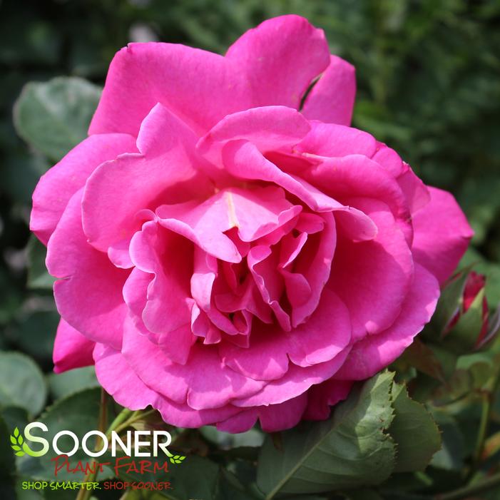 PINK PEACE HYBRID TEA ROSE