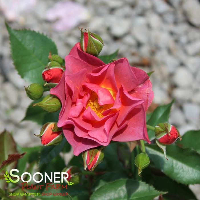 CINCO DE MAYO FLORIBUNDA ROSE
