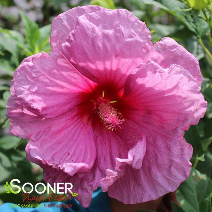 DREAM CATCHER FLEMING™ HARDY HIBISCUS