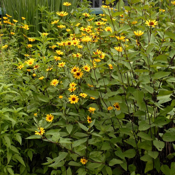 SUMMER NIGHTS FALSE SUNFLOWER