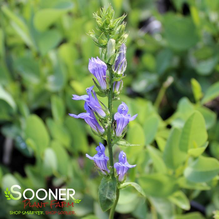 GREAT BLUE CARDINAL FLOWER