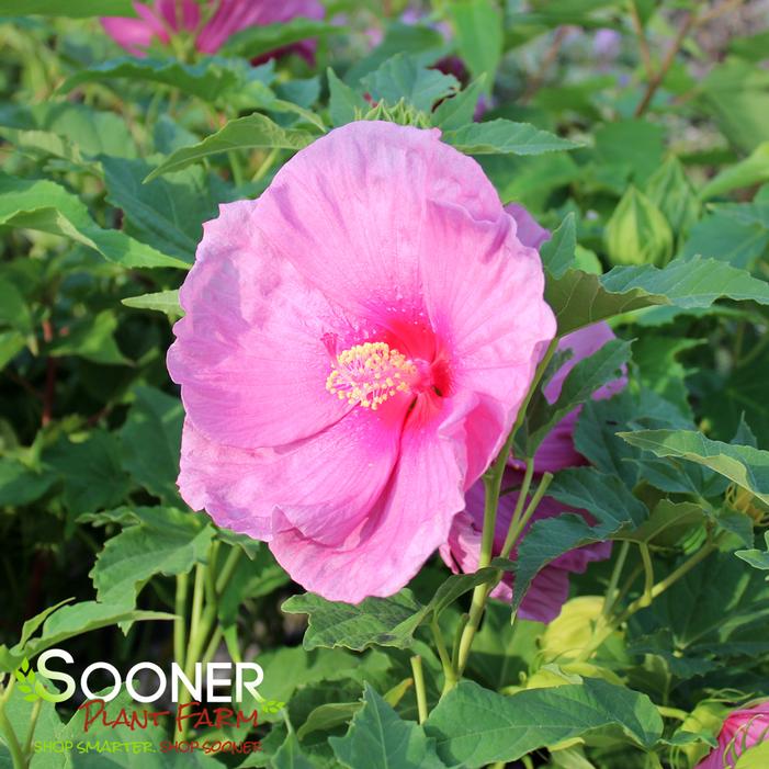 FANTASIA FLEMING™ HARDY HIBISCUS