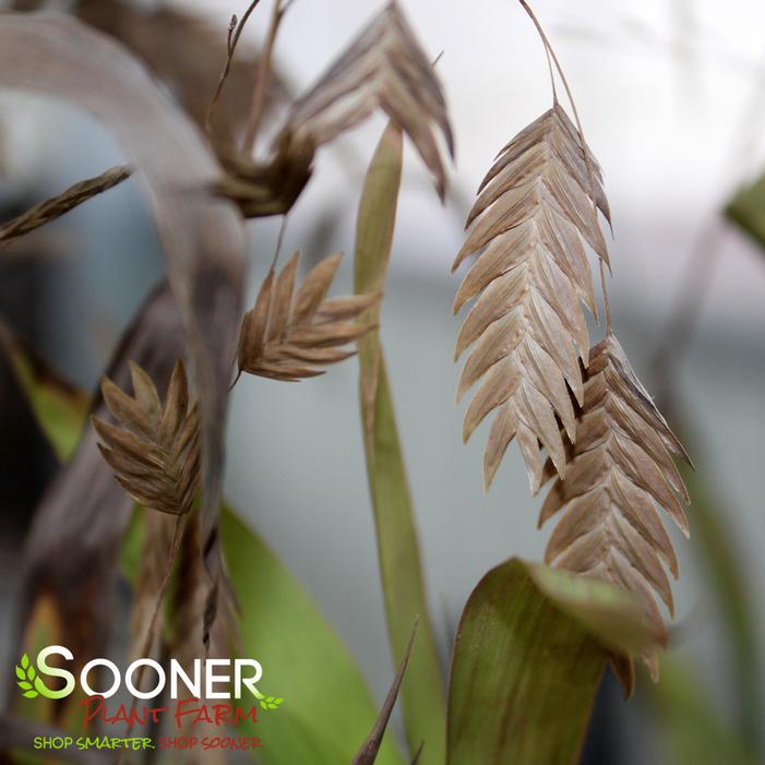 INLAND SEA OATS