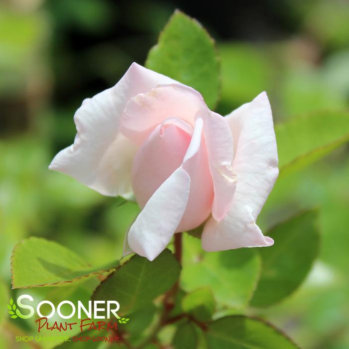 NEW DAWN CLIMBING ROSE