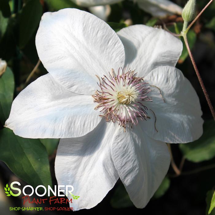 MISS BATEMAN CLEMATIS