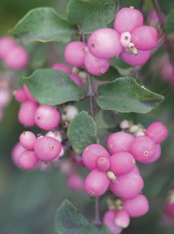 AMETHYST™ CORALBERRY
