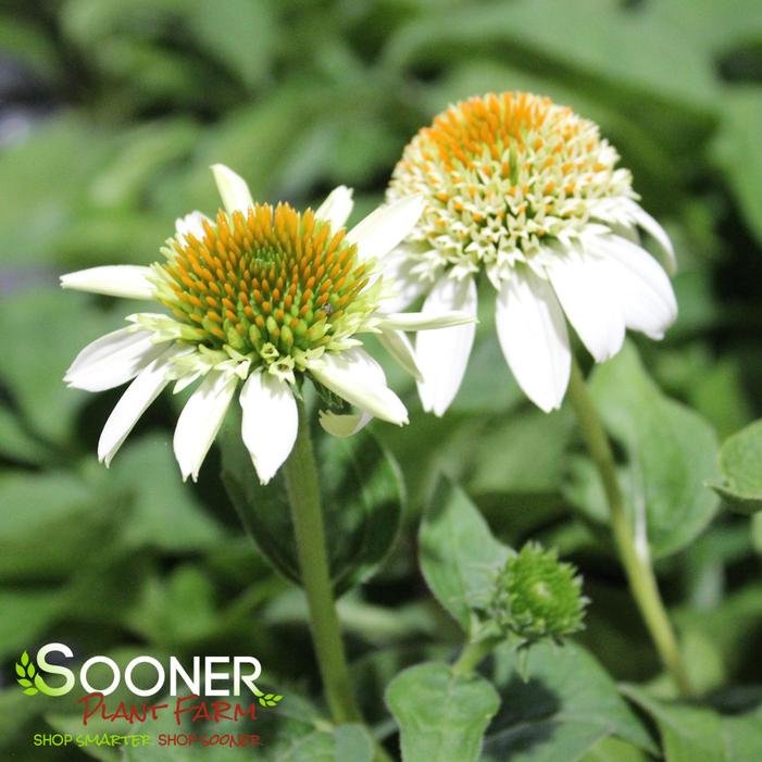 MILKSHAKE CONEFLOWER
