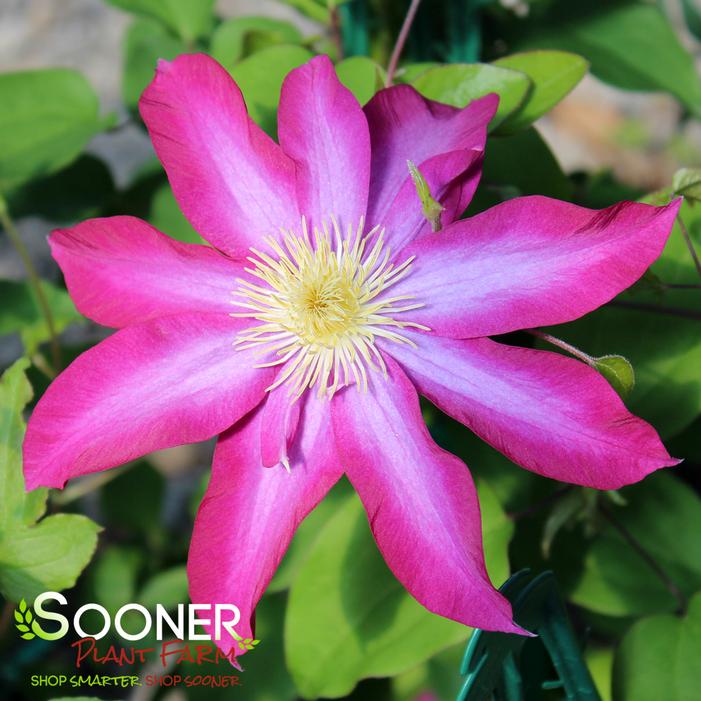 PINK CHAMPAGNE CLEMATIS