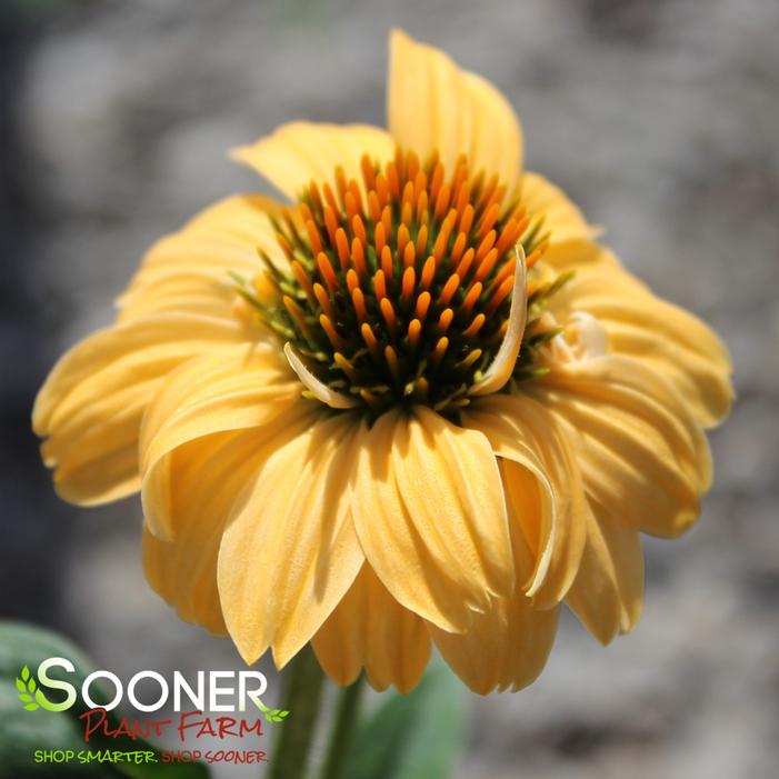 ALOHA CONEFLOWER