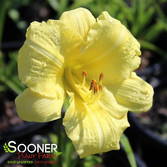 RAINBOW RHYTHM® GOING BANANAS DAYLILY