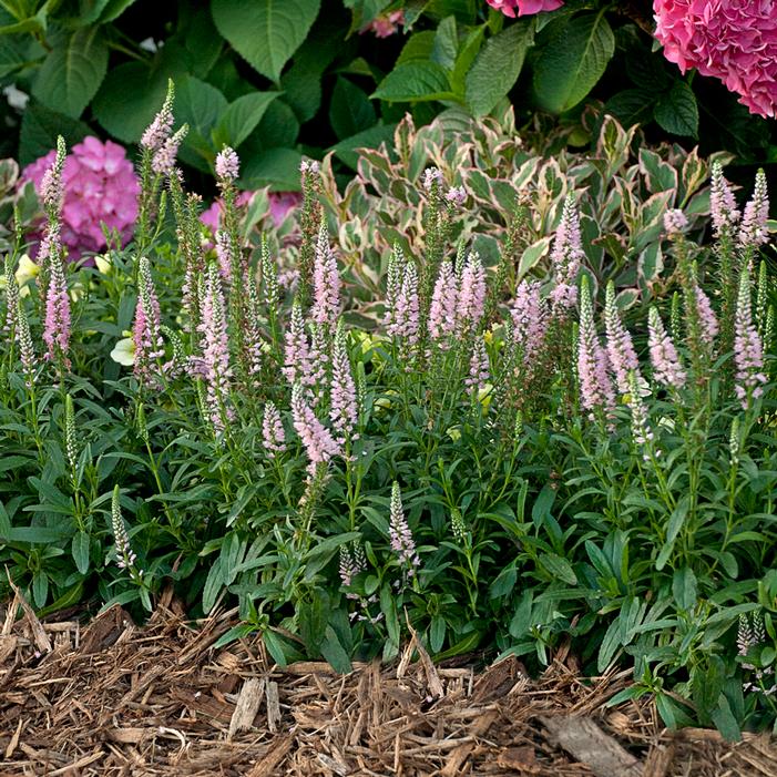 SWEET LULLABY SPEEDWELL