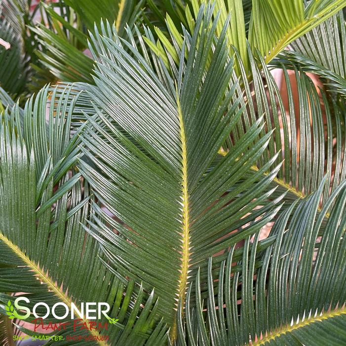 SAGO PALM